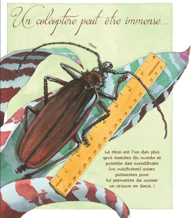 coléoptères (2)